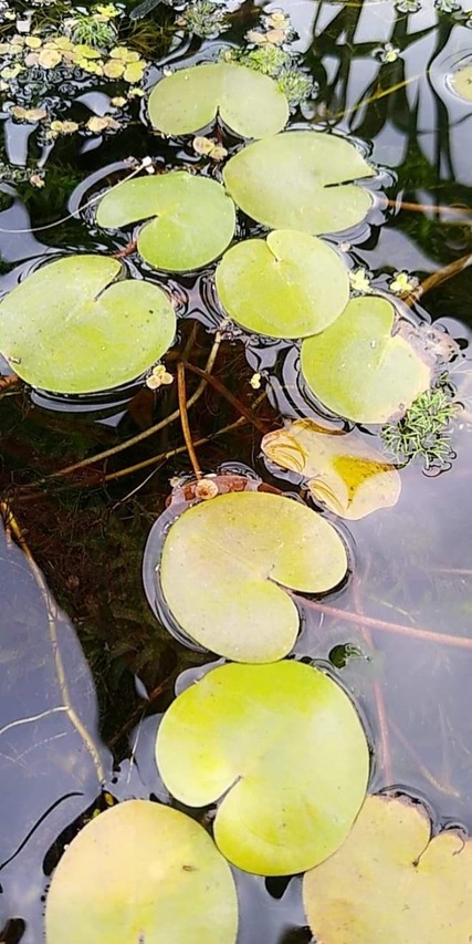 Żabiściek pływający roślina ozdobna do oczka wodnego