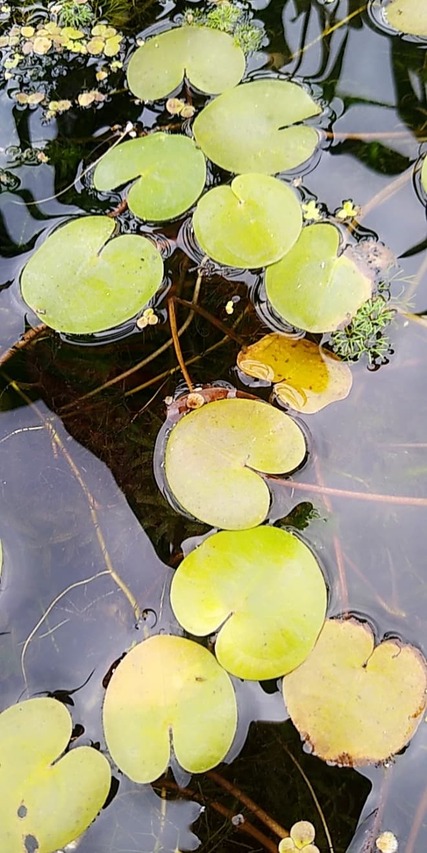 okrągłe liście żabiścieka