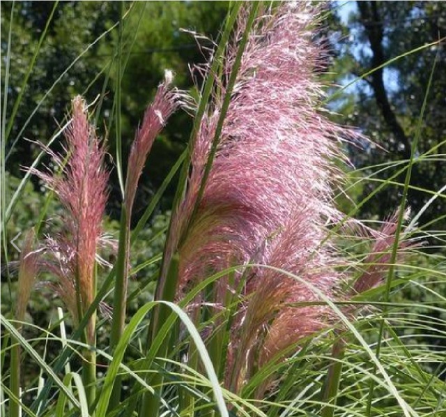 Zjawiskowy pióropusz trawy pampasowej 