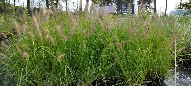 grupowe zdjęcie pięknej trawy Hameln Gold