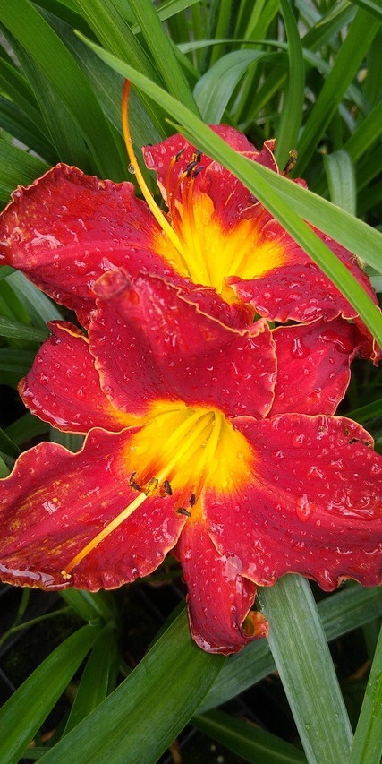 Liliowiec Highland Lord czerwone kwiaty