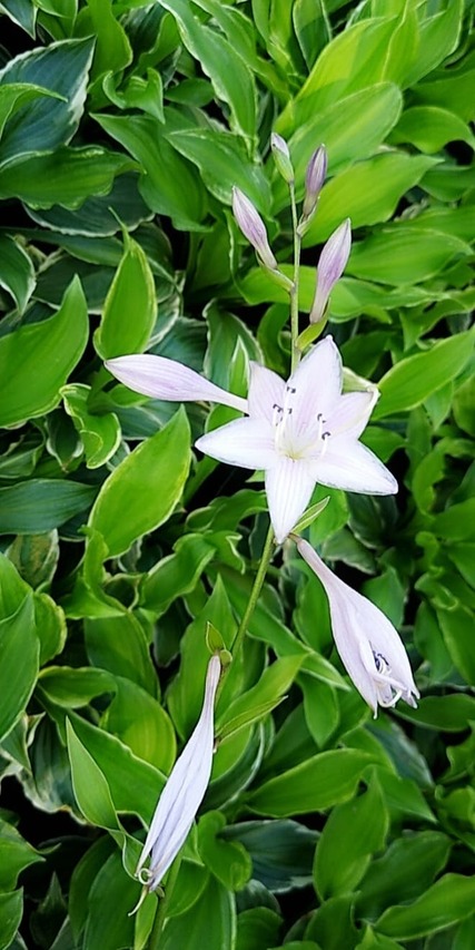funkia albomarginata białe kwiaty