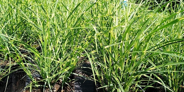 zdjęcie grupowe trawy Strictus dwarf