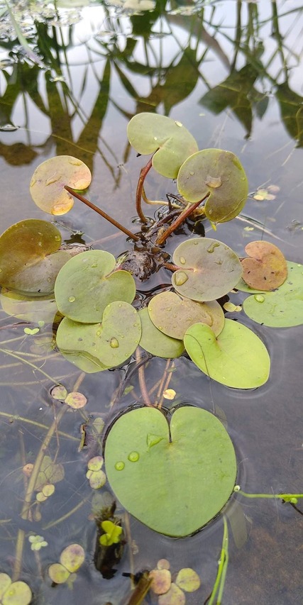 pływająca sadzonka żabiścieku