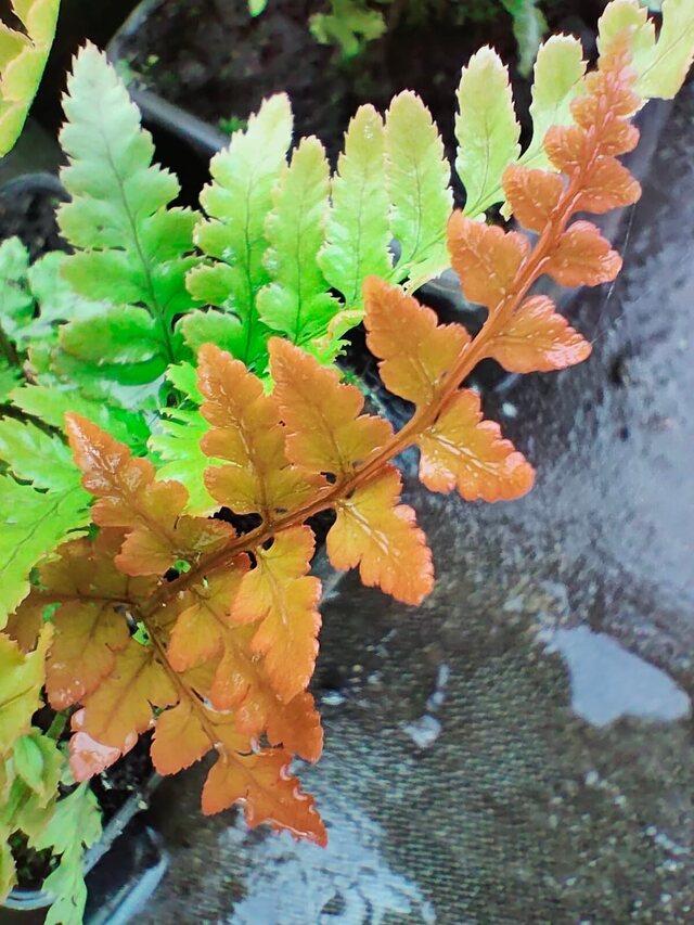kolory liści paproć czerwonozawijkowa