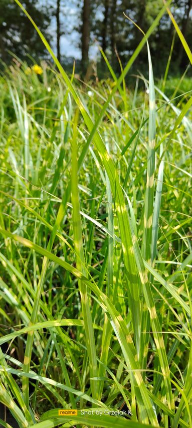 grupowe ujęcie trawy zebrinus