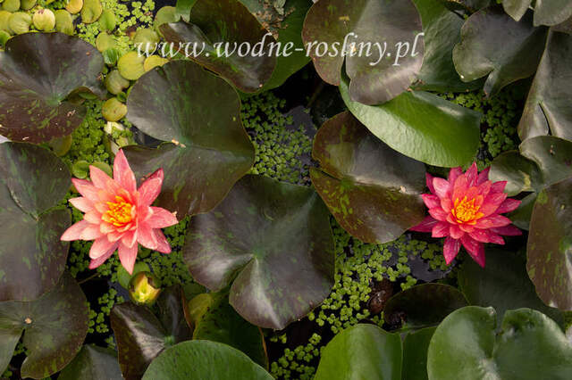 nymphaea lilia wodna wanvisa w parze