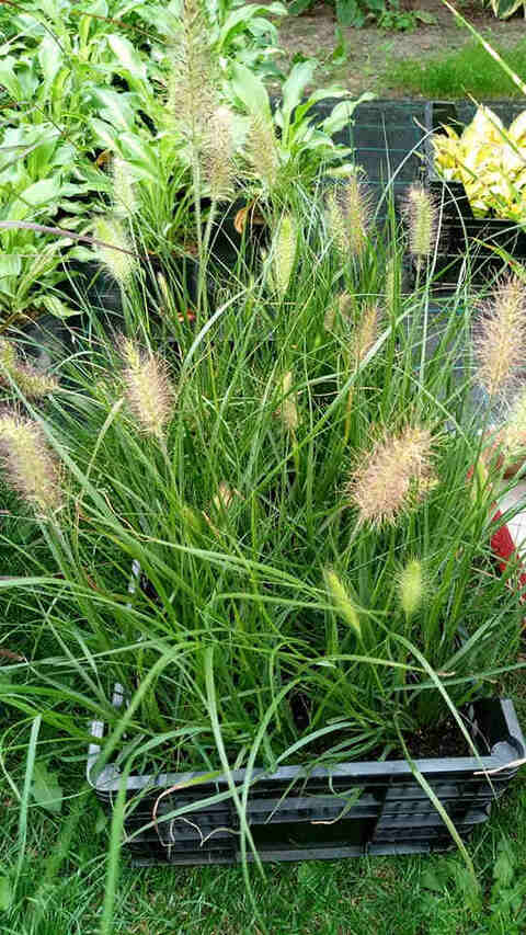 Sadzonki pięknej trawy Hameln w skrzynce 