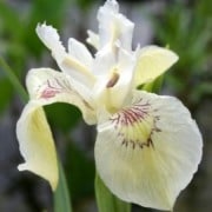Irys Iris pseudacorus Alba Białe kwiaty do oczka