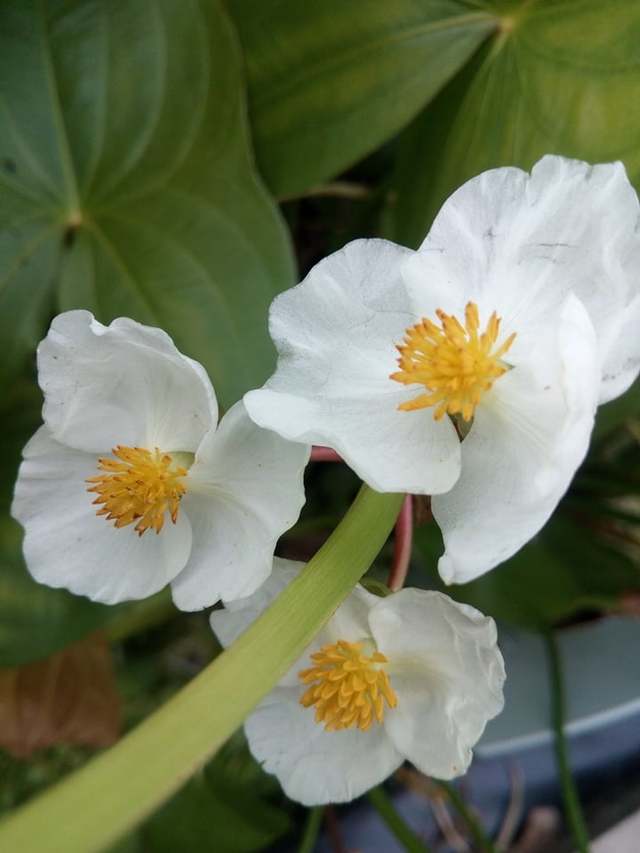 białe kwiaty strzałki wąskolistnej