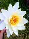 biały kwiat z pomarańczowym środkiem