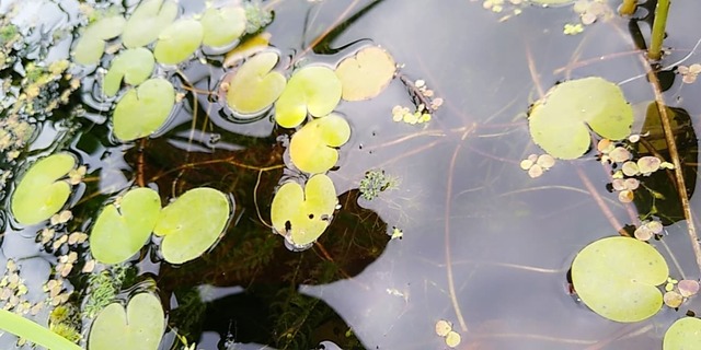 żabiściek roślina ozdobna do wody 