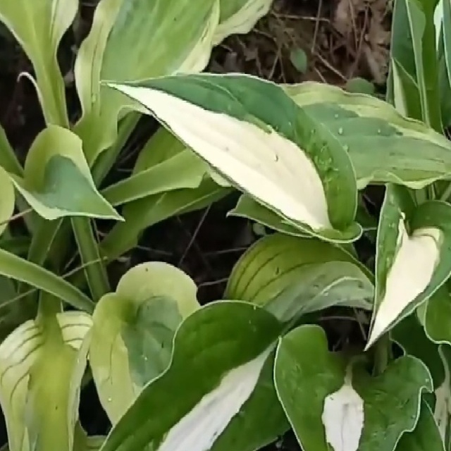 dwubarwne liście hosty white bikini