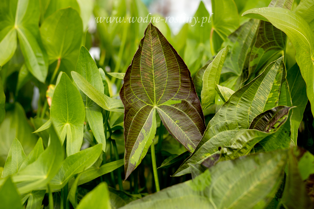 strzałka wodna benni brązowo zielone liście