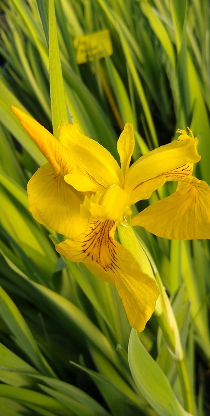 żółte kwiaty irysa