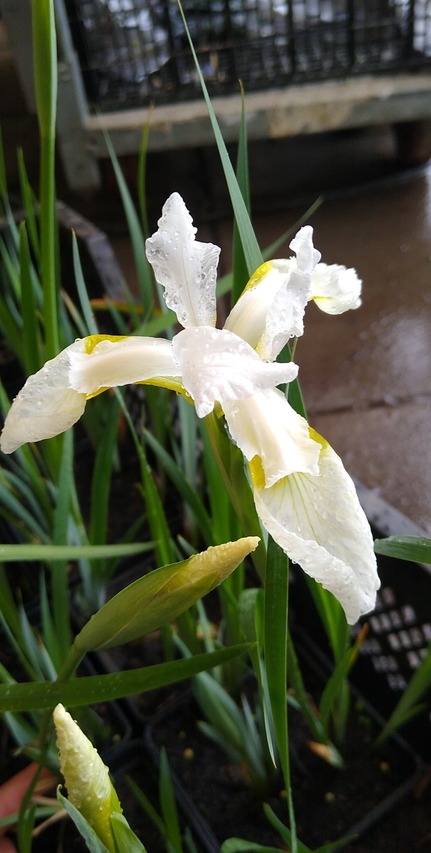białe kwiaty irysa