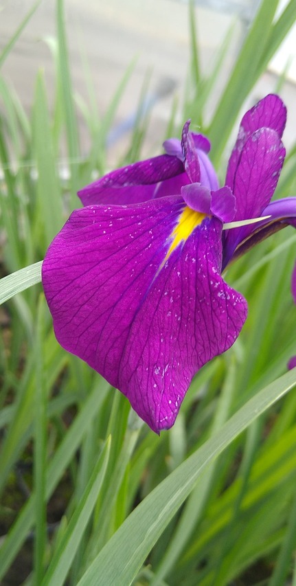 Olśniewający fioletowy kwiat irysa Ensaty Variegaty 