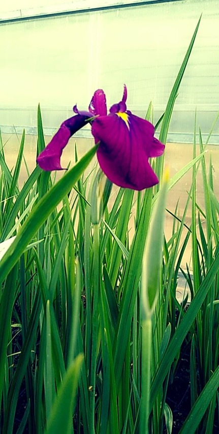 Przepiękny kwiat kosacca Irysa Ensaty Variegata