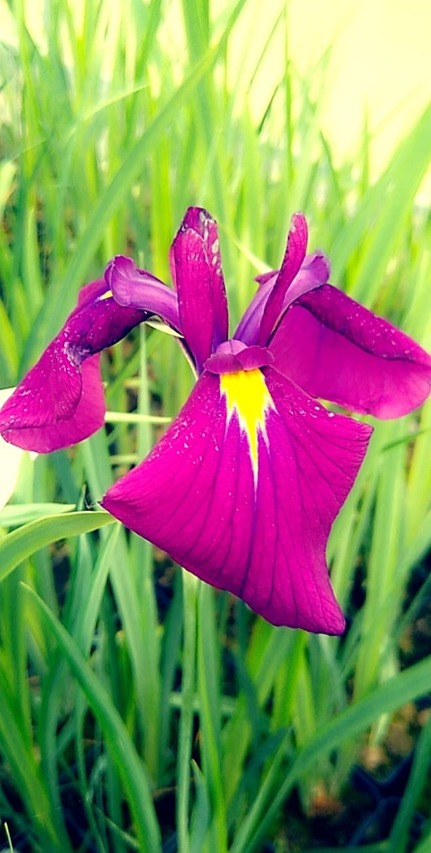 Irys ensata kwiat z bliska