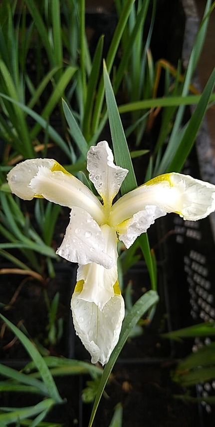 białe kwiaty irysa