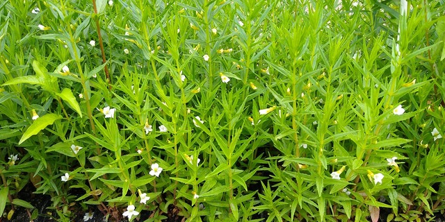 Konitrut lekarski roślina o delikatnych białych kwiatach