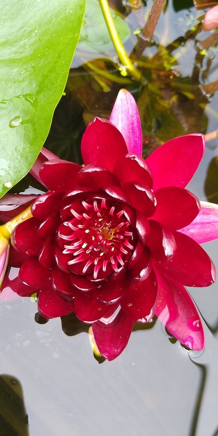 Lilia Black Princess ciemnoczerwony kwiat