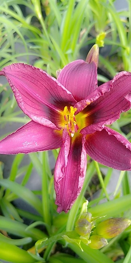 doskonały kwiat liliowca