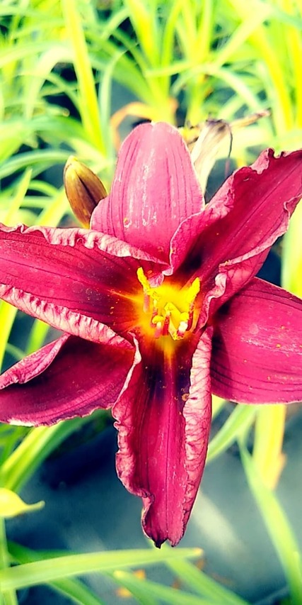 czarujący kwiat liliowca