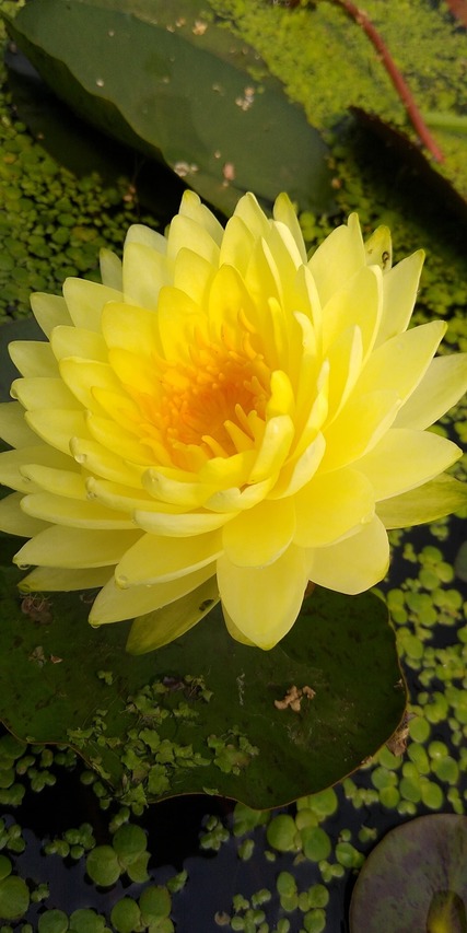 zbliżone zdjęcie kwiata puttaruksa 