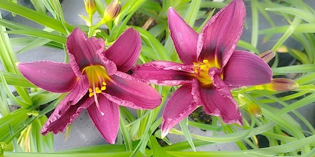 rewelacyjne kwiaty liliowca