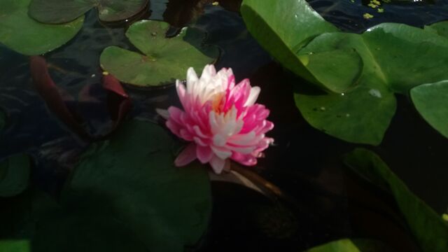 dwukolorowe płatki lili wodnej jakkaphong