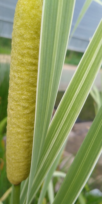 zielona bazia variegata