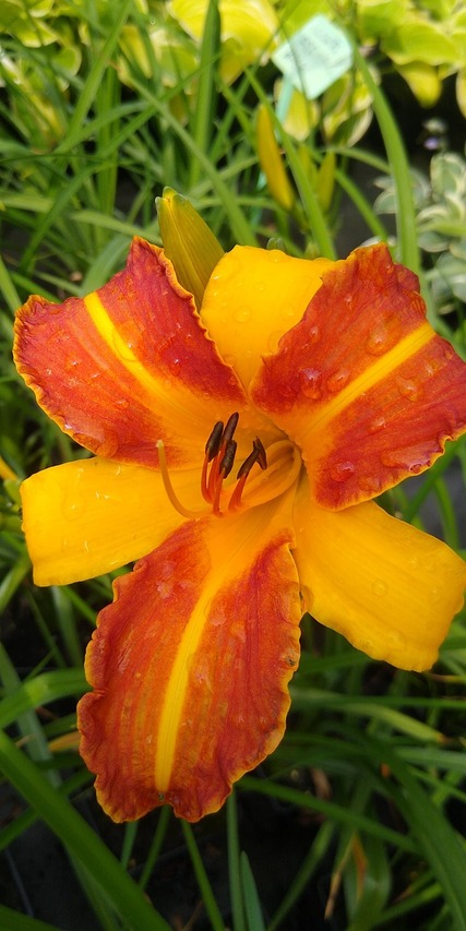 liliowiec frans hals dwukolorowy kwiat