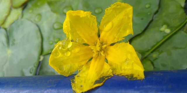 żółty kwiat grzybieńczyka