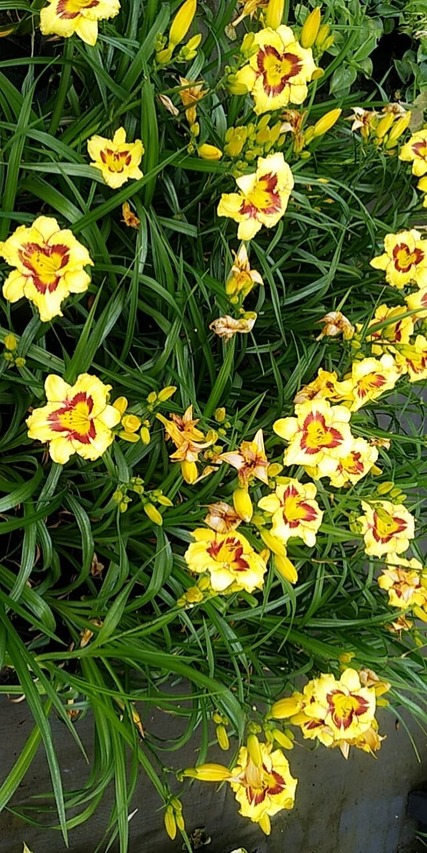 liliowce princess diana byliny do ogrodu