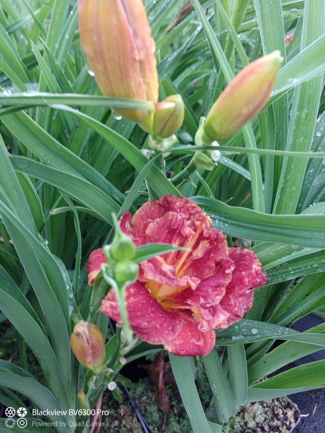 kwiat z pąkami liliowiec paprika flame