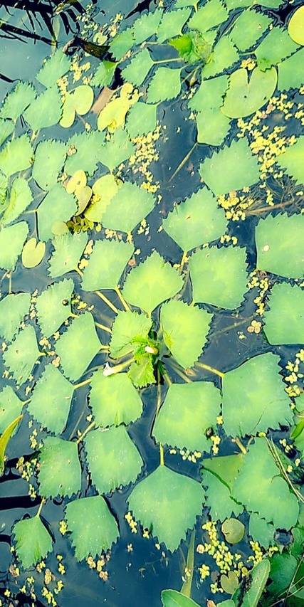 piękna zielona rozeta orzecha wodnego