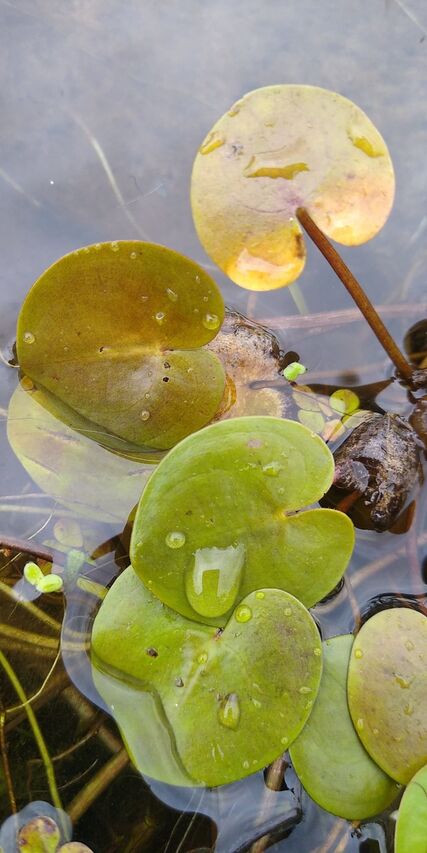 wodna roślina żabiściek