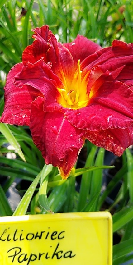 pełny kwiat liliowca paprika flame