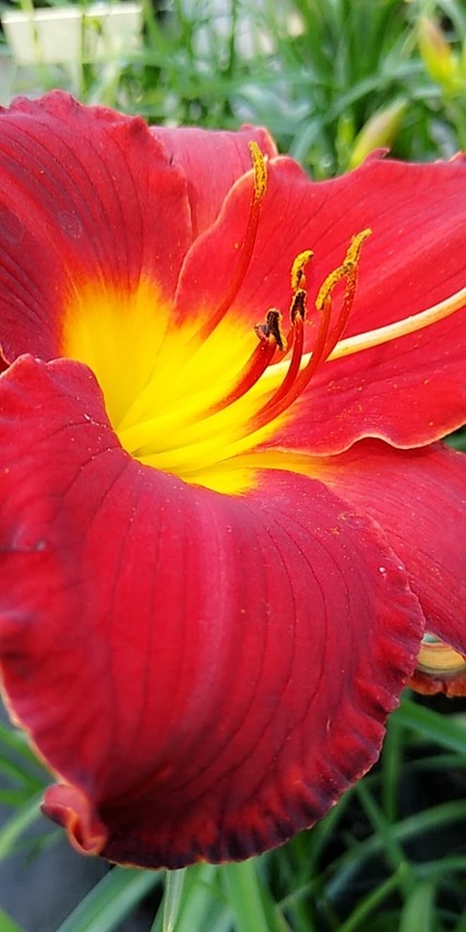 fantastyczny kwiat-higland lord