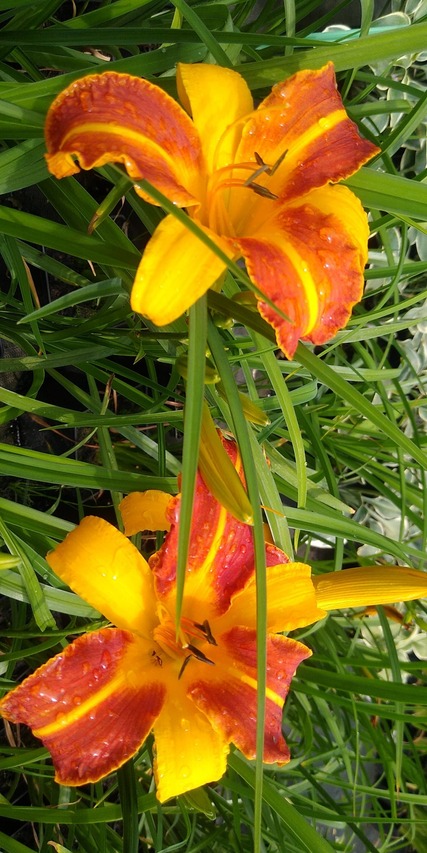 podwójne ujcie kwiatów frans hals liliowca