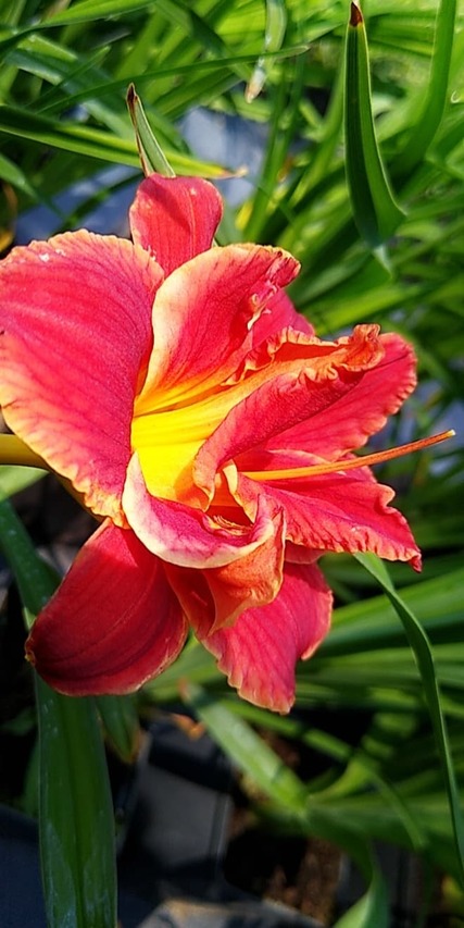 Liliowiec Paprika flame czerwony kwiat
