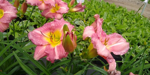liliowiec matrousjka różowe kwiaty