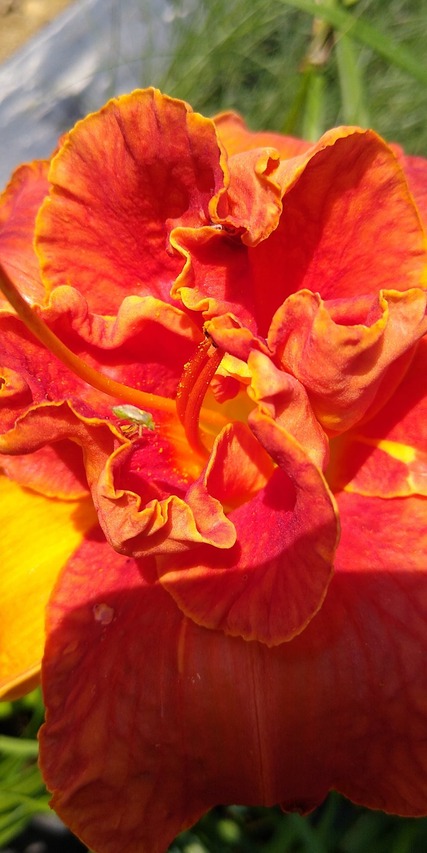 kwiat w przyliżeniu liliowic moses fire