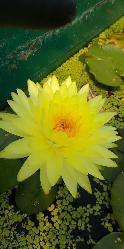 lilia puttaruksa w zbiorniku z rzęsą wodna