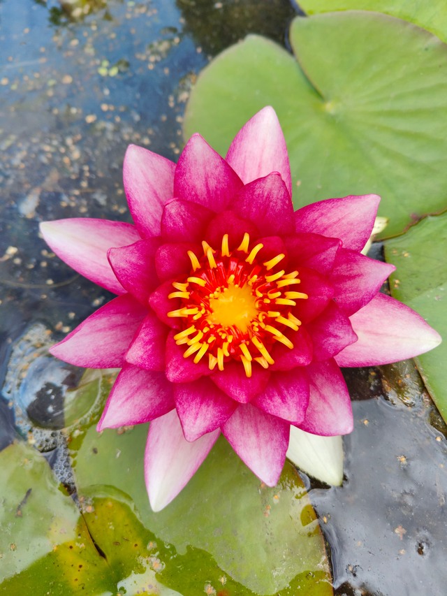 lilia attraction w oczku wodnym