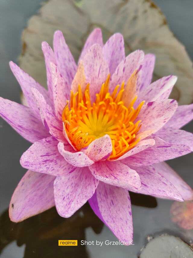 duży kwiat lili crystal w wodzie