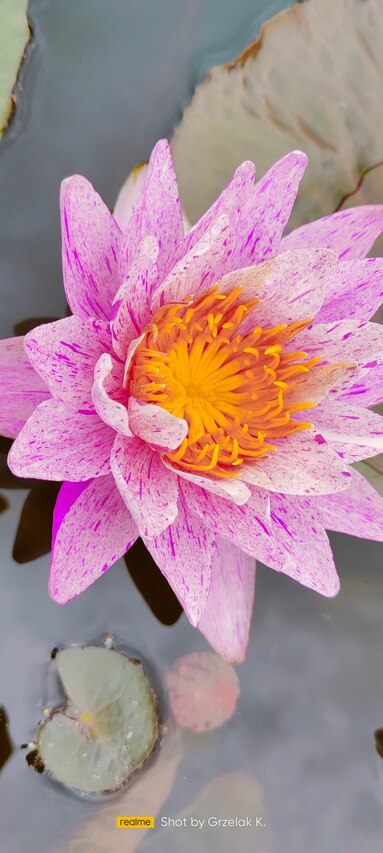 niespotykana lilia wodna crystal w pięknym ubarwieniu