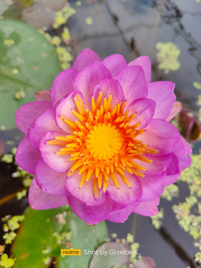 znakomita zimująca lilia wodna queen sirikit