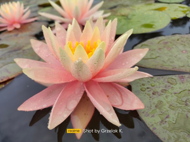 jasnoróżowy kwiat z żółtym środkiem lilia wodna sunny pink